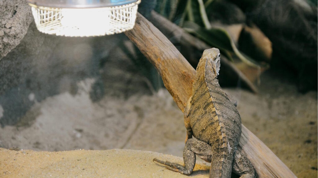 Iguana sitting under a light, surrounded by sand and branches in a terrarium.
