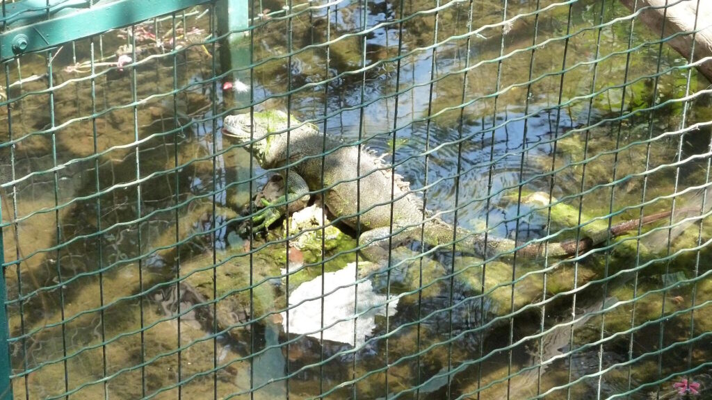 A green iguana lies in a shallow, rocky water area inside a wire mesh enclosure, partially basking on moss-covered stones under sunlight.