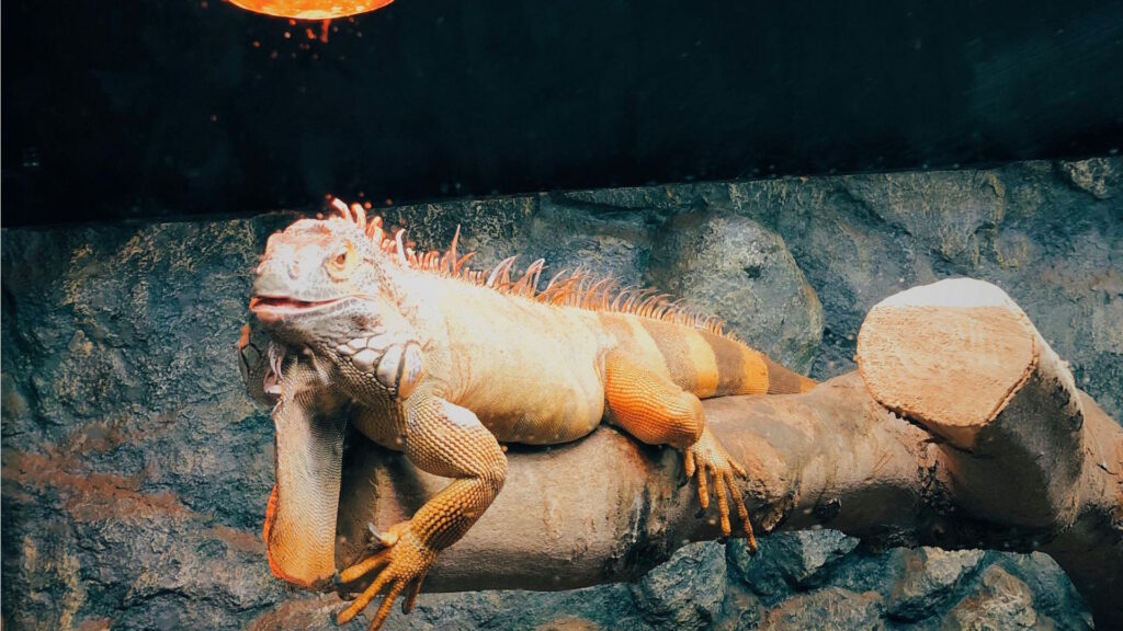 Orange and green iguana lying on a thick tree branch under a UVB heat lamp in a rocky enclosure.
