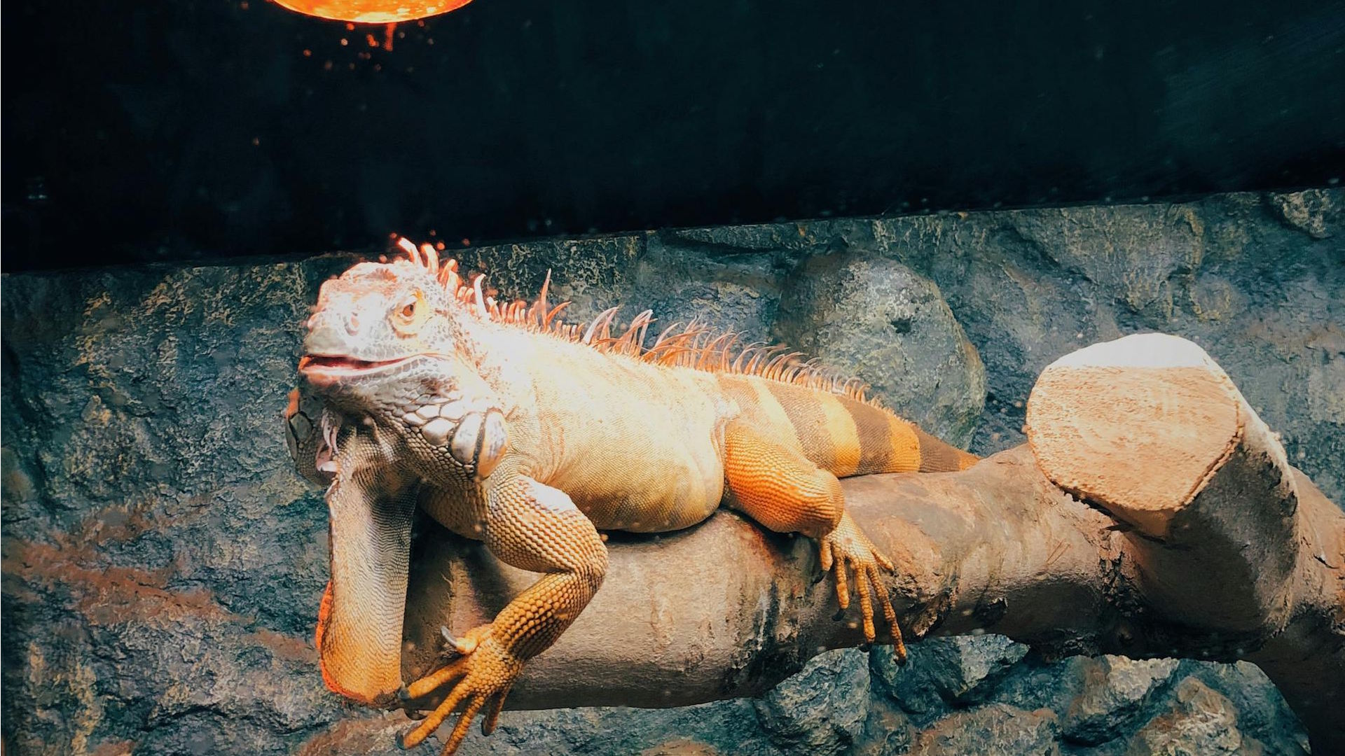 How to Tell If Your Exotic Pet Is Stressed