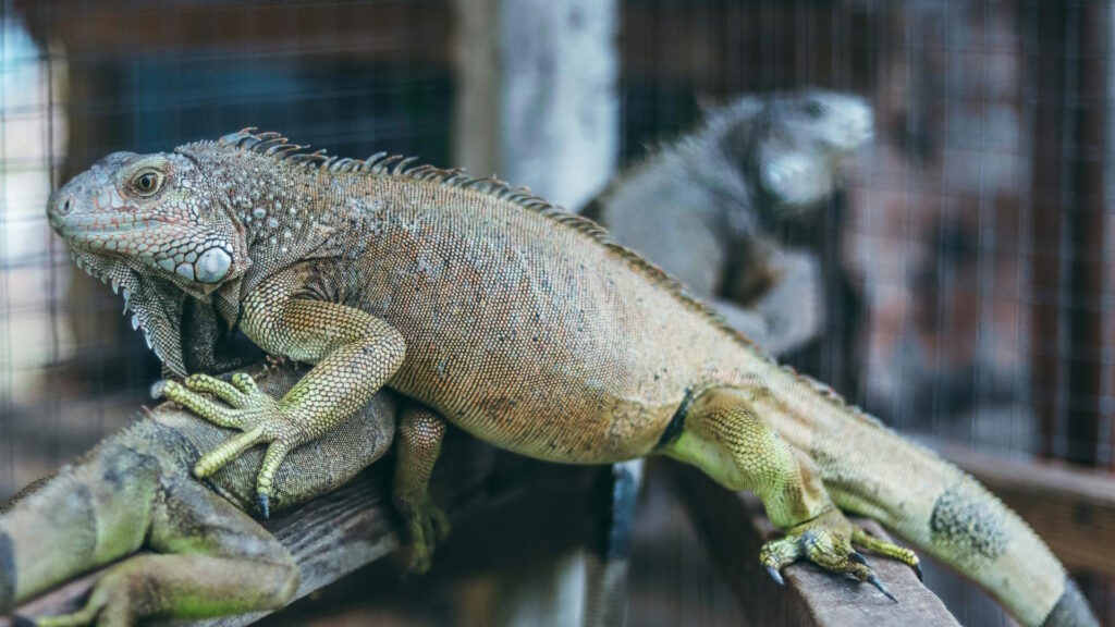 Iguanas perched on a branch, showcasing their natural camouflage and texture.