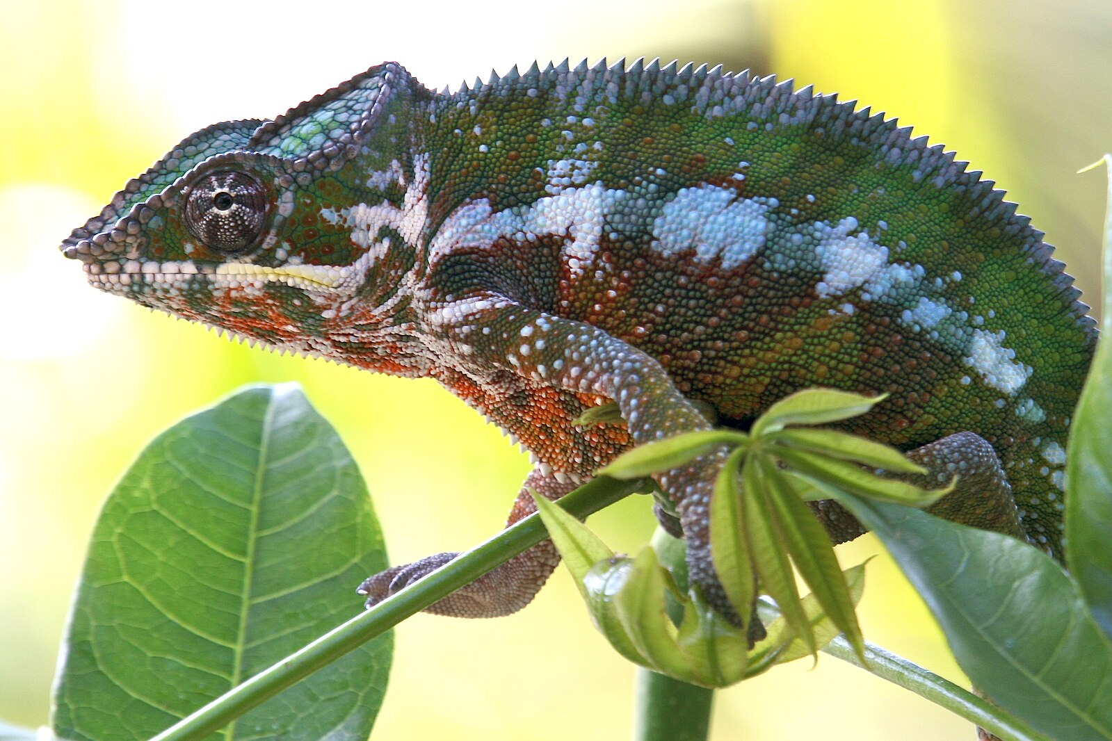 The Most Beautiful Lizards in the World – Nature’s Living Art