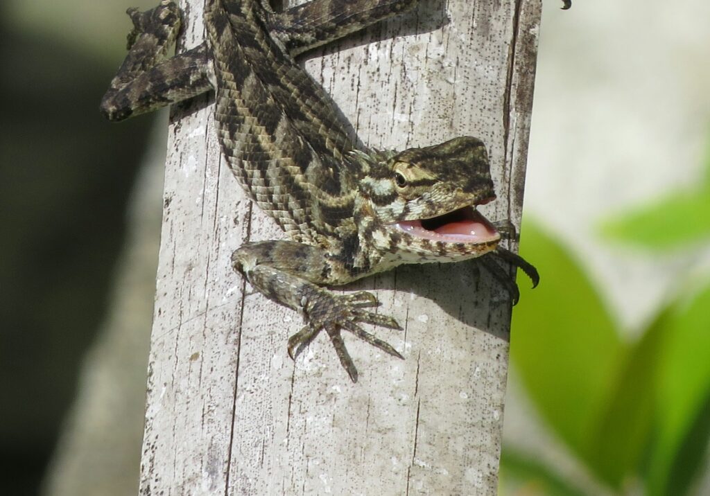 A lizard resting on a tree trunk, showcasing its vibrant scales against the textured bark.