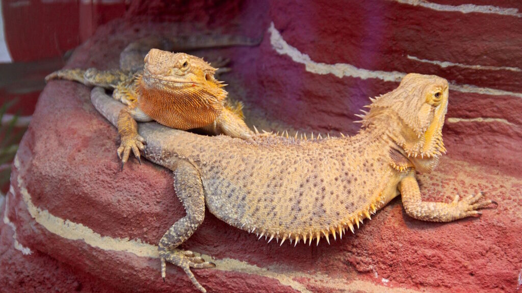 Two inland bearded dragons rest on a reddish textured rock surface inside their enclosure. One dragon lies atop the other, both showing varied shades of tan and orange with spiky scale
