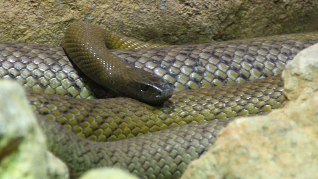 A close-up of an inland taipan coiled among rocks, its dark, smooth-scaled head resting atop its olive-brown patterned body.