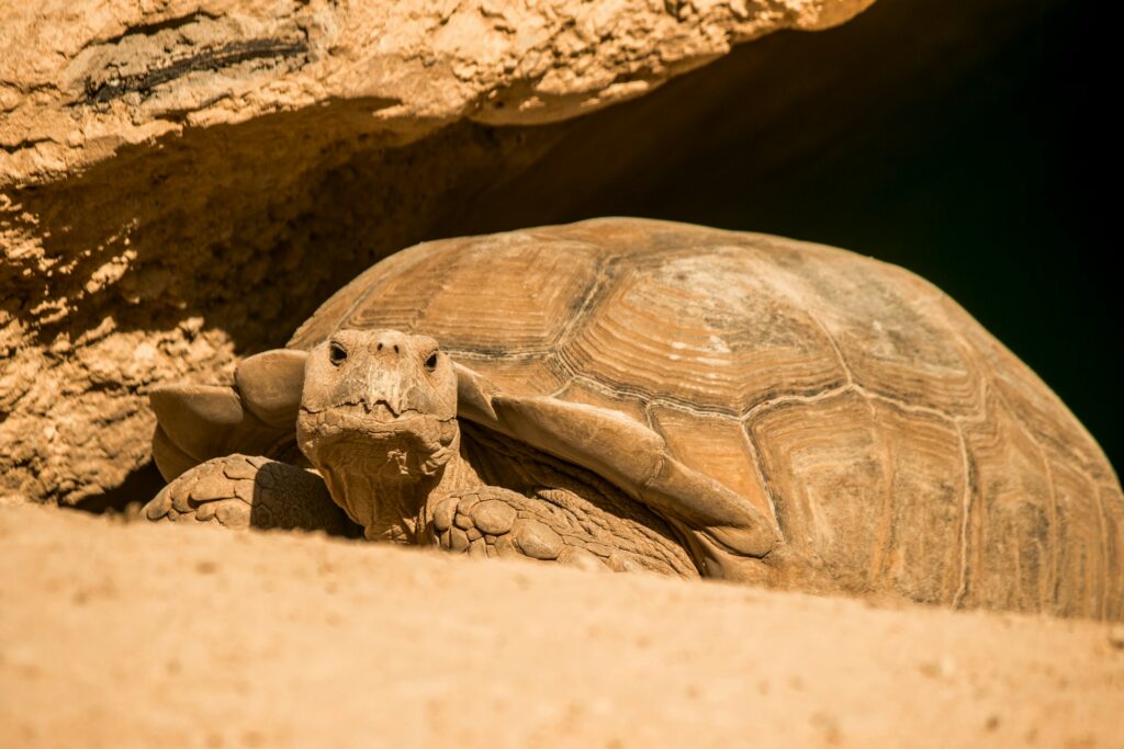 A large tortoise resting in the dirt, showcasing its textured shell and calm demeanor in a natural setting.