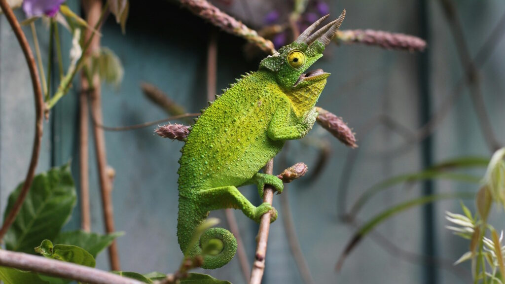 A Jackson's chameleon with prominent horns and bright green coloring clings to a thin branch among leaves and flowers.
