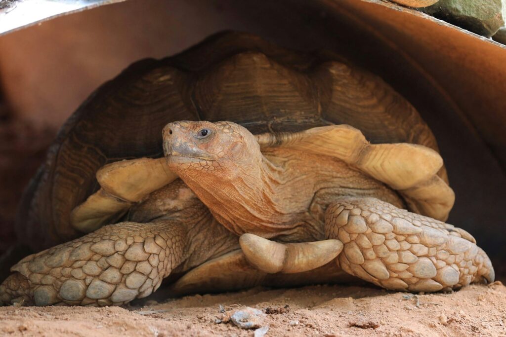 A large tortoise resting inside a tunnel, showcasing its textured shell and calm demeanor in a natural habitat.
