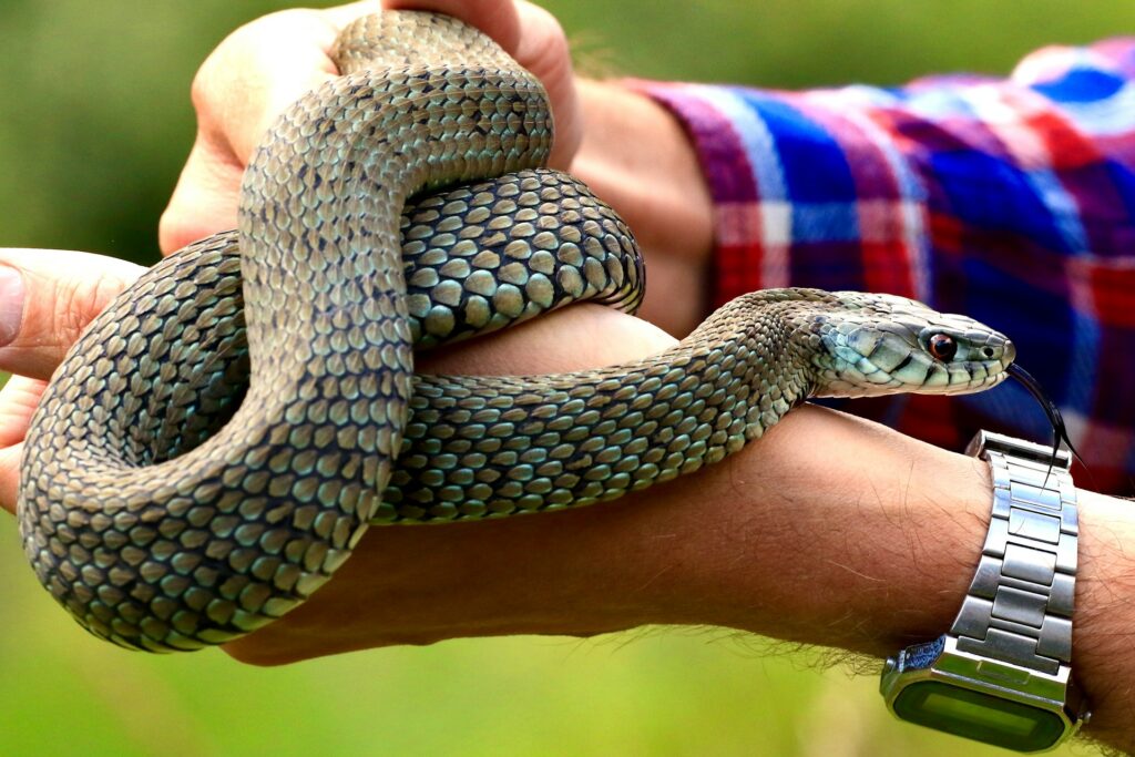 A man displays a snake in his hand, highlighting his fascination with wildlife and reptiles.