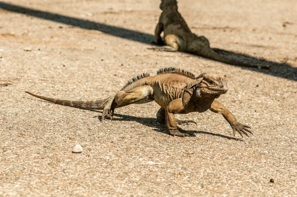 An iguana walks along the ground beside a road, blending into its natural surroundings.