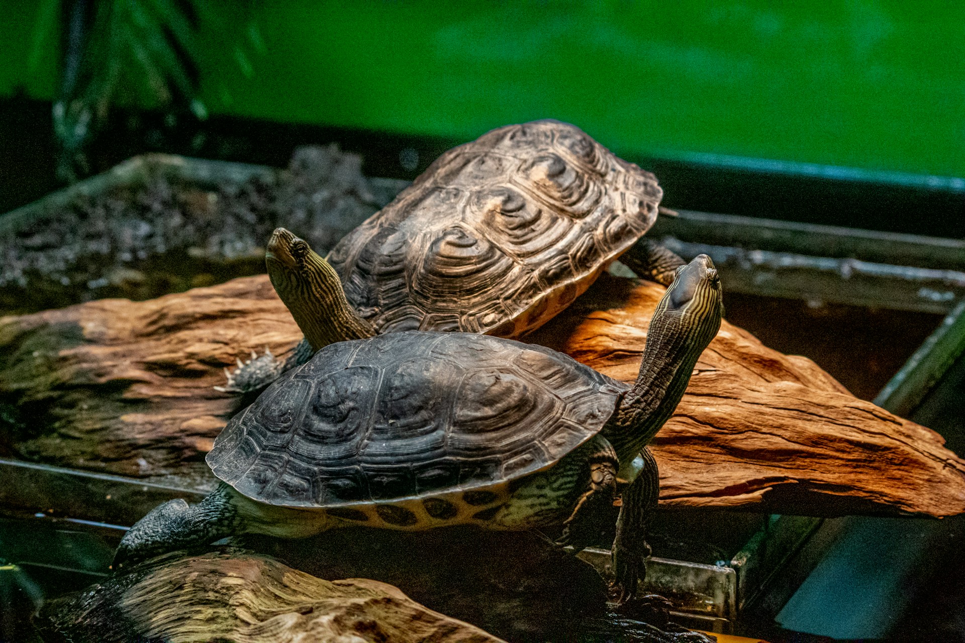 The Joy of Watching Your Turtle Bask: Bonding Moments