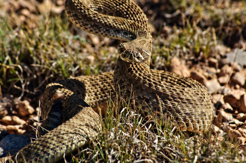 A rattlesnake curled on the ground, blending into its surroundings with its striking patterns.