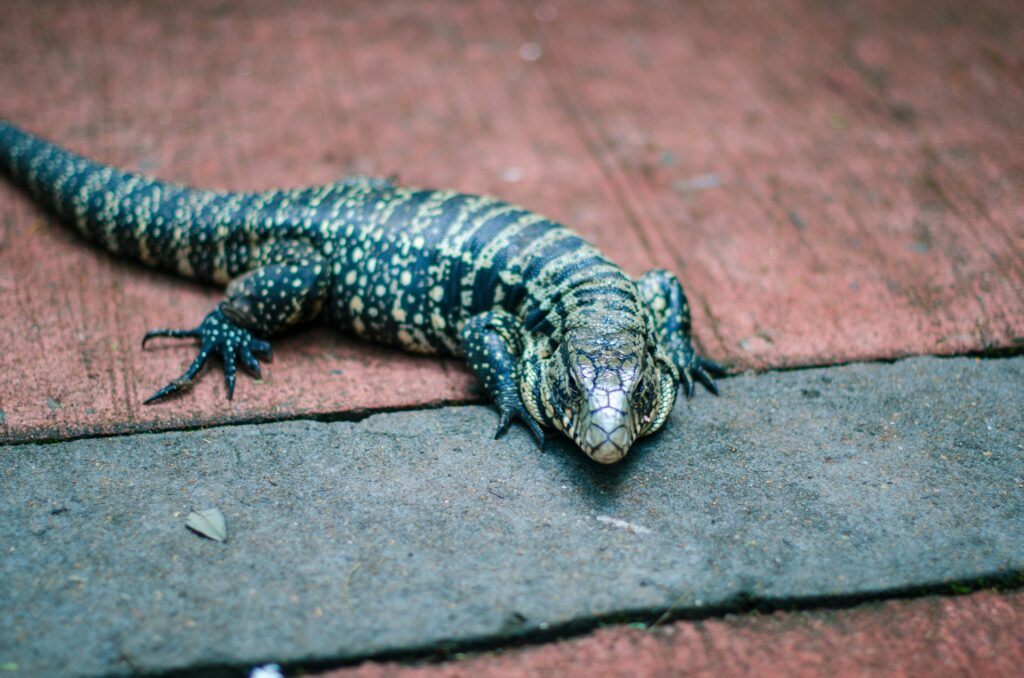 A lizard rests on a red brick floor, blending with the warm tones of the surrounding surface.