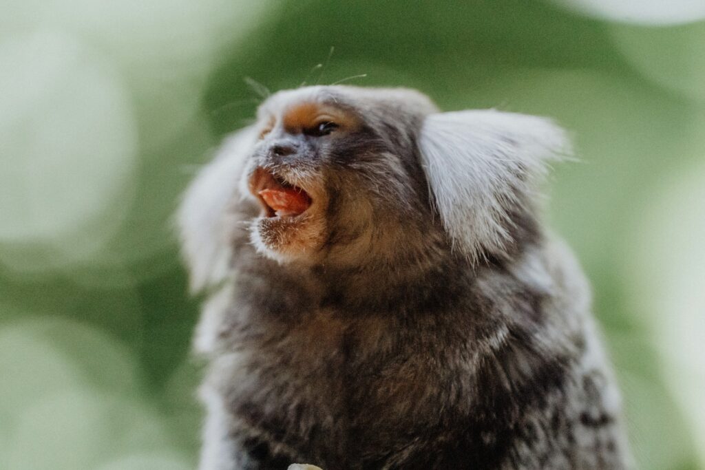 A Marmosets displaying its teeth with its mouth open, showcasing a playful or curious expression.