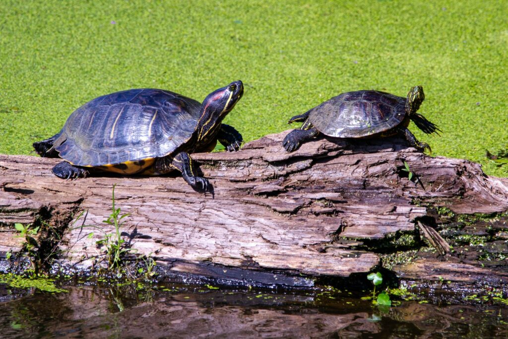 Two turtles lounging on a log, with serene water and lush plants in the background.
