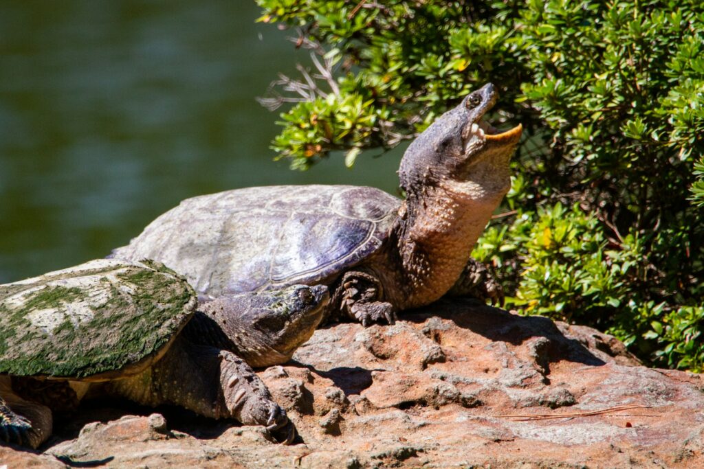 Two turtles bask on a sunlit rock by a serene lake, enjoying the peaceful surroundings and warm weather.