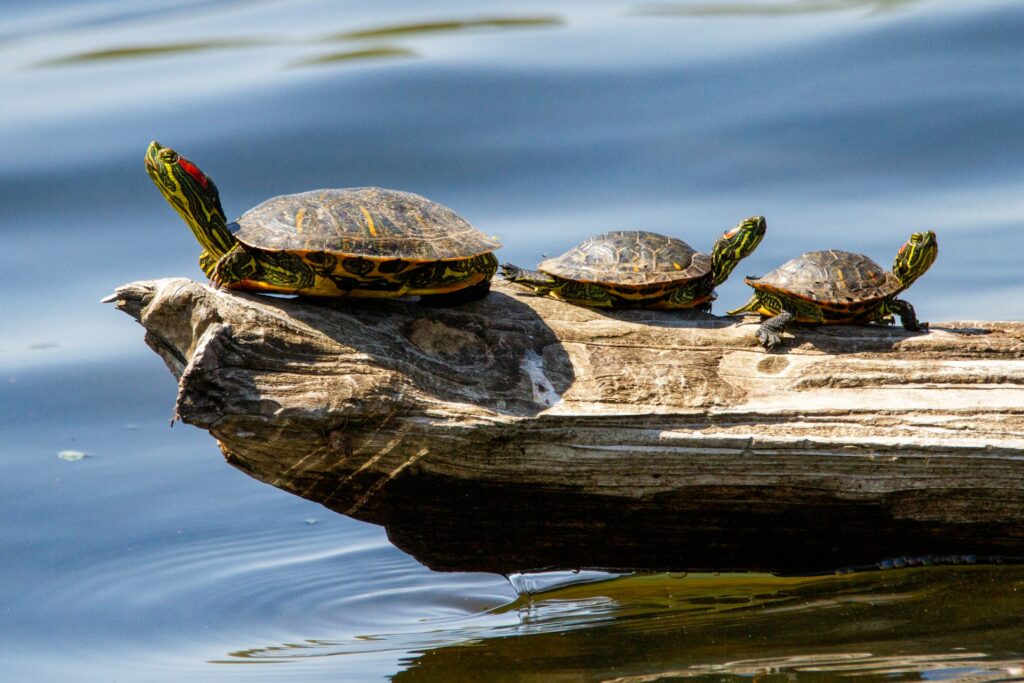 A group of turtles sunbathing on a log, surrounded by calm water and greenery in a serene natural setting.