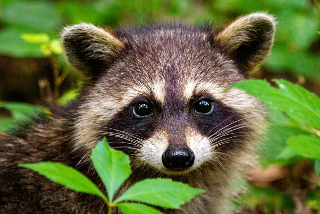 A close up of a juvenile raccoon.