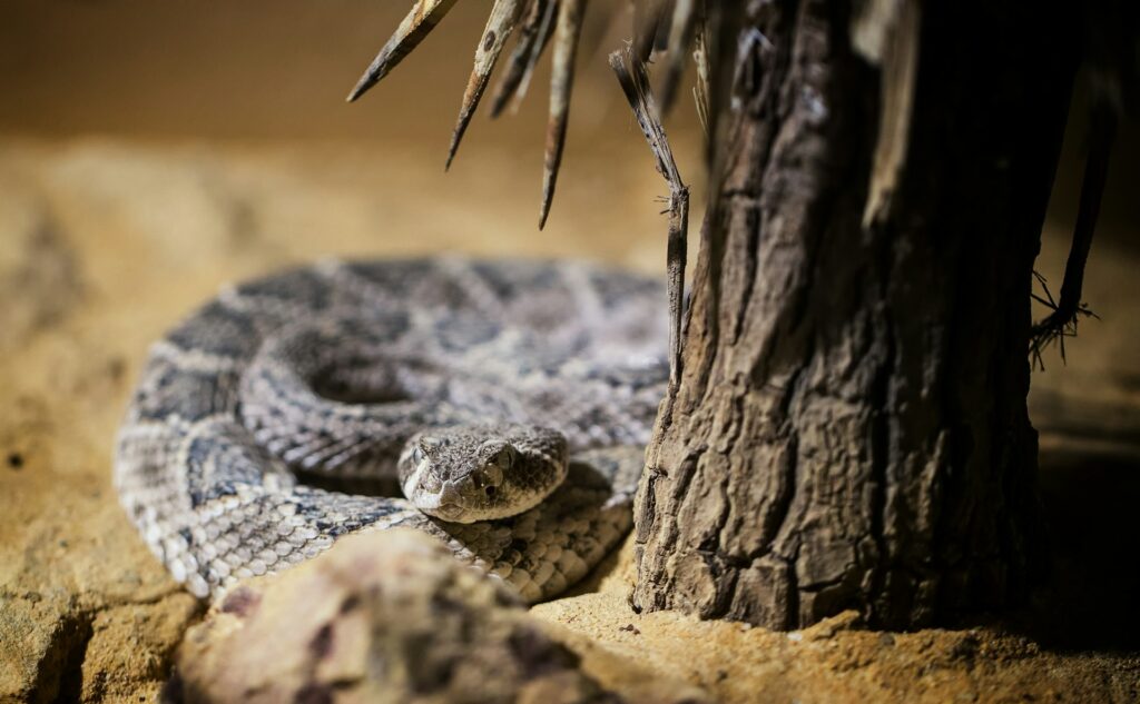 Rattlesnake waiting behind a tree.