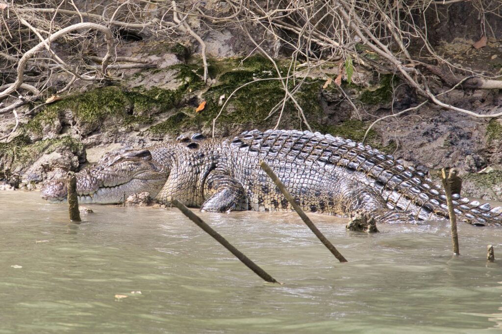 Kasia DerendaA saltwater crocodile at rest, demonstrating its efficient energy conservation mechanisms.