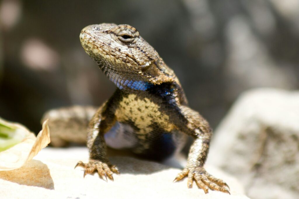 A lizard with vivid blue and black markings is positioned on a rock, emphasizing its distinctive appearance in the wild.