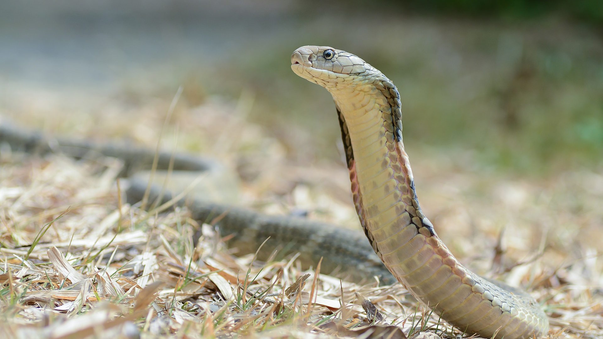 King Cobra in Alert Posture