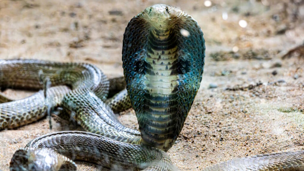 A king cobra in a defensive posture with its hood fully expanded, displaying its distinctive markings while coiled on sandy ground.
