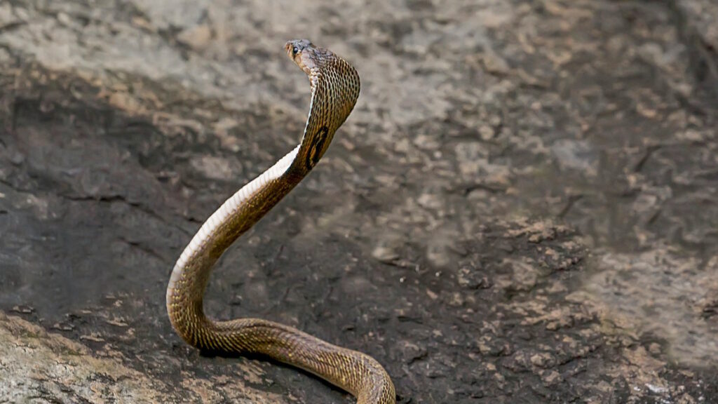 A king cobra with its hood expanded is raised off the ground in a defensive posture on a rocky surface.