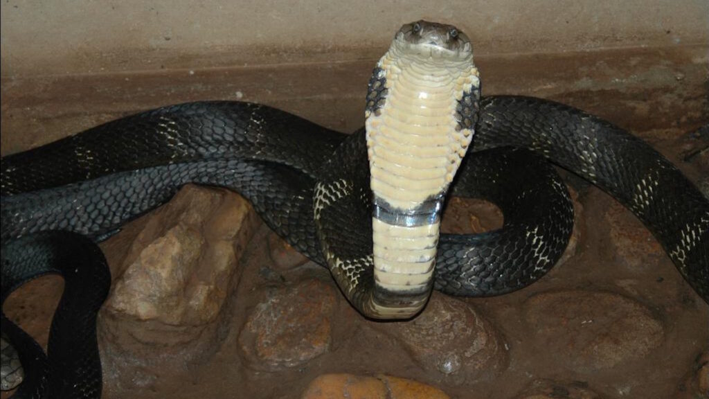 A king cobra with its hood fully expanded displays its pale underbelly while coiled on a rocky, dirt-covered surface.