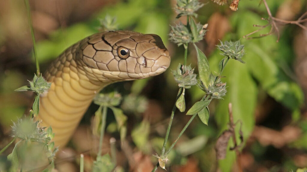 Close-up of a king cobra reared up with its hood partially flared, next to green foliage