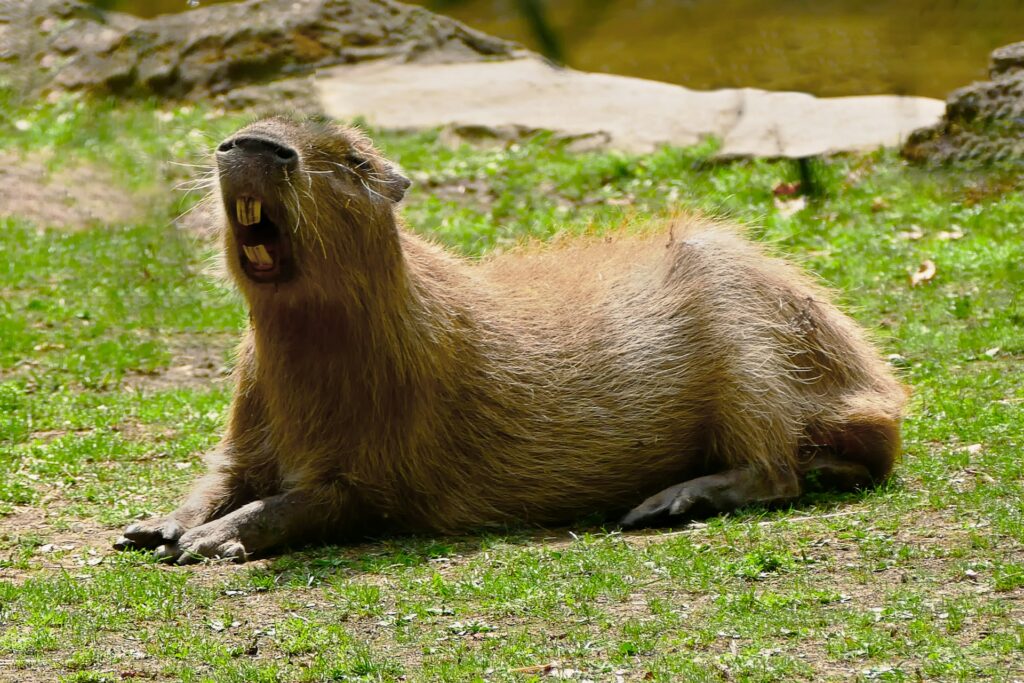 A Capybara Must Yawn Vigorously.