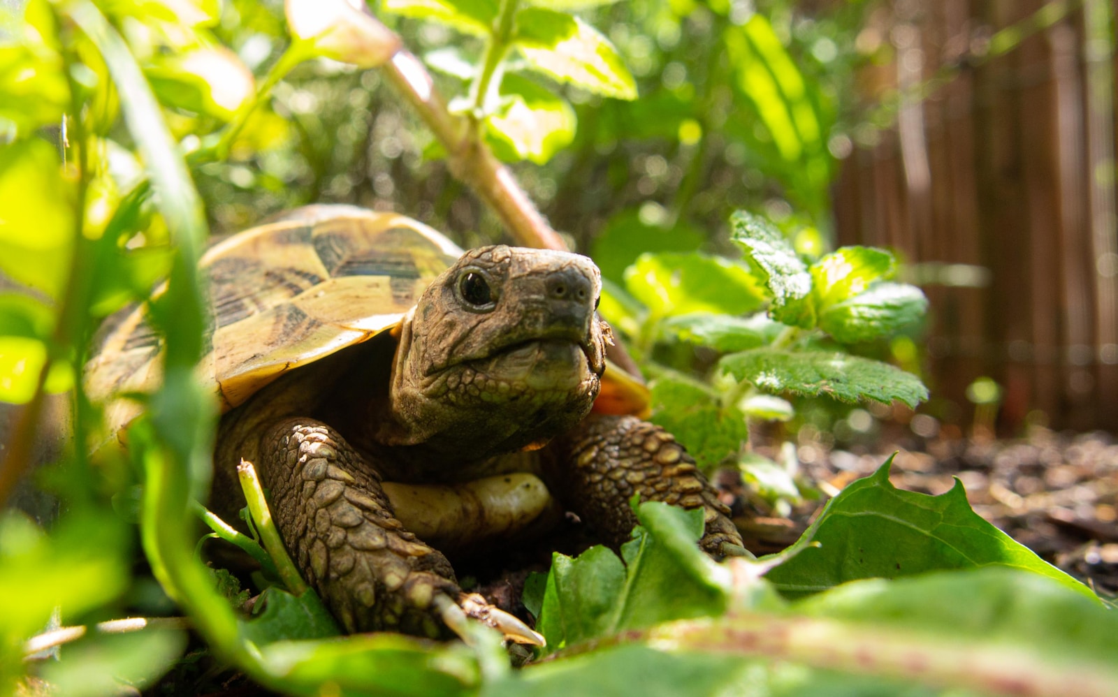 The Most Common Myths About Turtles and Tortoises: Separating Fact From Fiction
