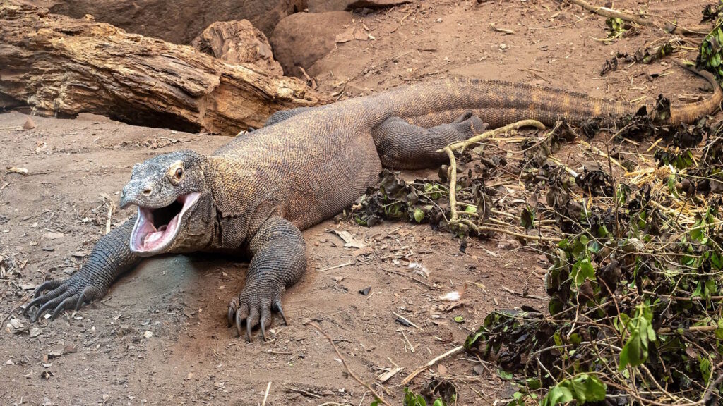 A Komodo dragon lies on the ground with its mouth wide open, displaying its serrated teeth and muscular limbs in a dry, leaf-strewn enclosure.
