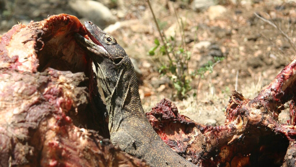 A young Komodo dragon feeds on the remains of a water buffalo carcass, its head partially inside the ribcage