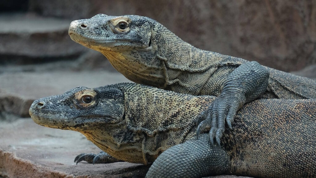 Two alert Komodo dragons side by side, reflecting their cooperative hunting behavior.