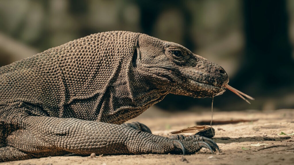 A komodo dragon is munching on a stick, showcasing its powerful jaws
