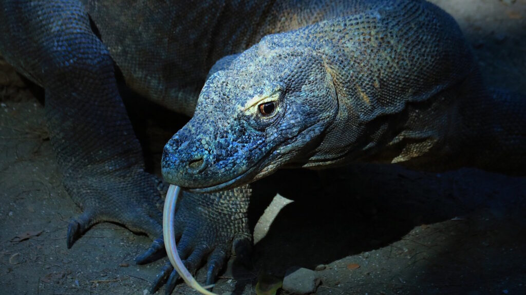 Komodo dragon in low light with its tongue sticking out.