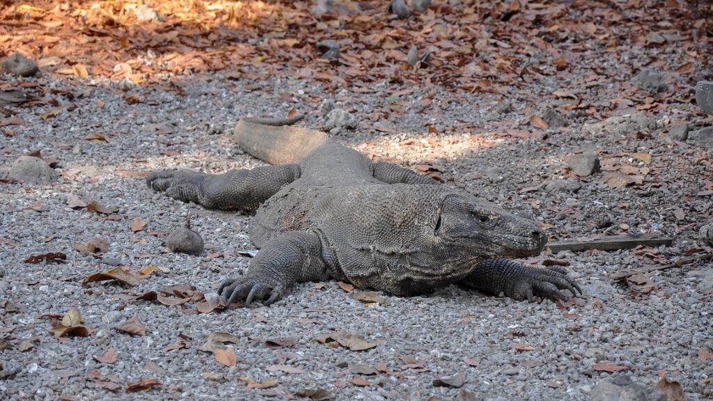 Komodo dragon lying flat on a gravel-covered ground with dry leaves around.