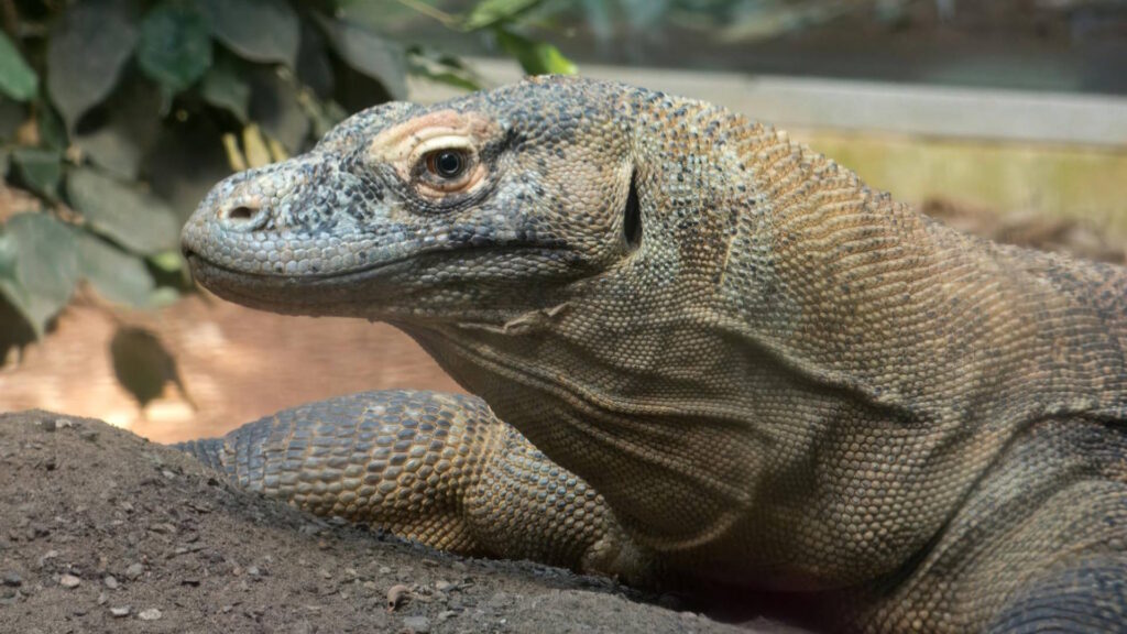 Close-up of a Komodo dragon lying on rocky ground