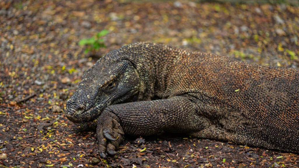 A Komodo dragon lies motionless on the forest floor, its head resting on its forelimb, surrounded by dry leaves and soil.