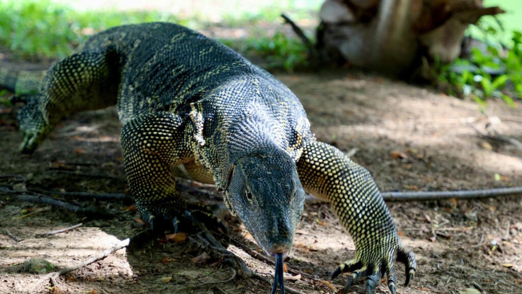 A Komodo dragon exploring its natural habitat with its tongue out.