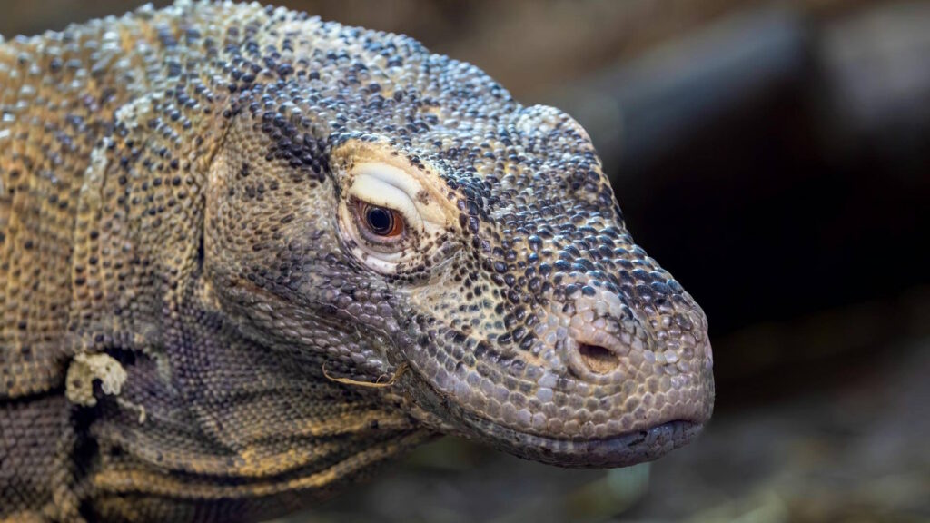 close-up of a Komodo dragon revealing textured scales and intense gaze.