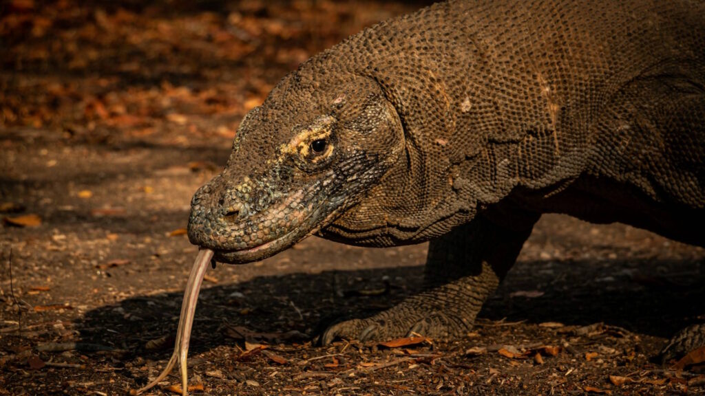 A Komodo dragon rests on sunlit rocks, its textured scales blending with the environment.