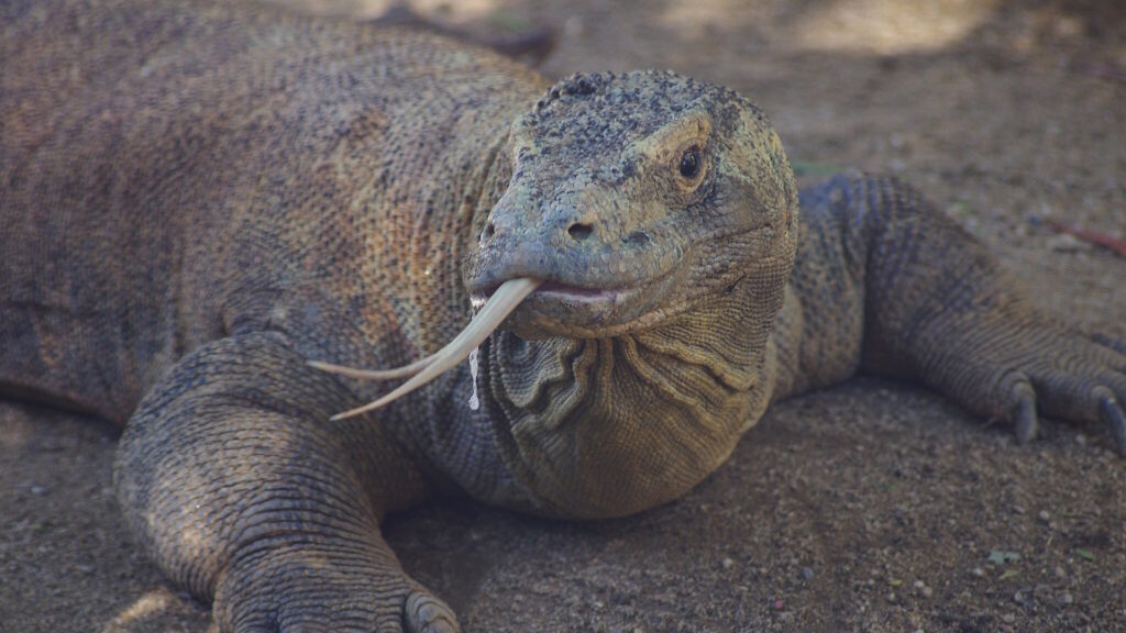 close-up image of a Komodo dragon lying on the ground with its long, forked tongue extended and saliva dripping from its mouth.