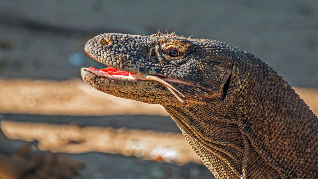 A close-up of a Komodo dragon with its mouth slightly open, showing its forked tongue and textured scales under natural light.