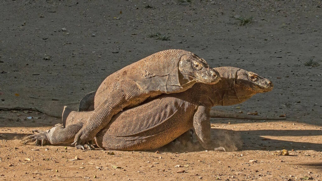 Two Komodo dragons engaged in combat on dry, dusty ground, one pinning the other down with its body and claws.