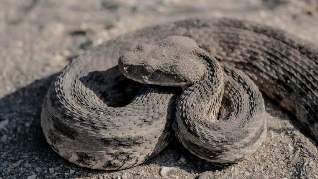 Closeup of a venomous snake resting on the floor