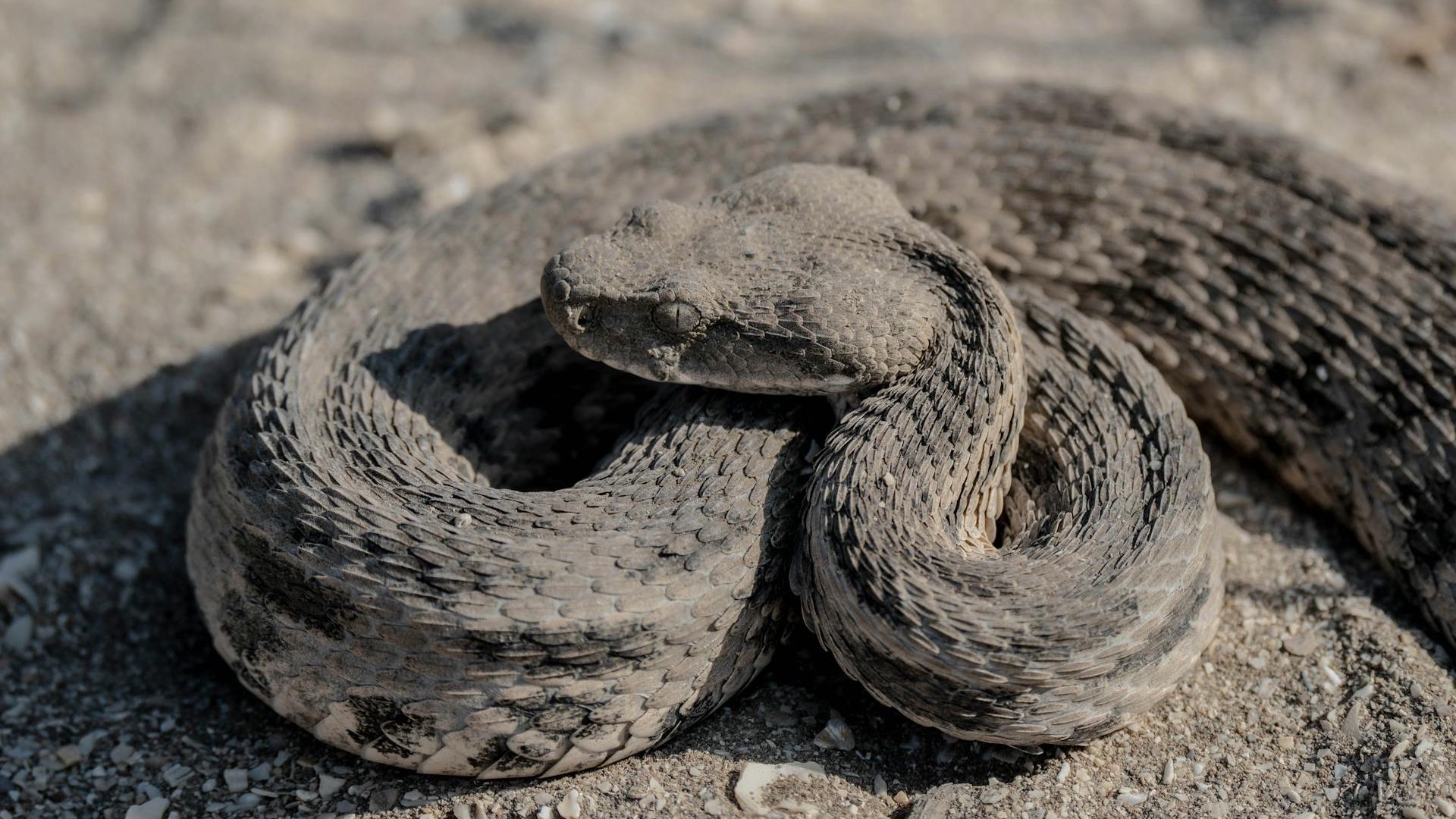 The Joy of Watching Your Snake Explore: Bonding Through Observation
