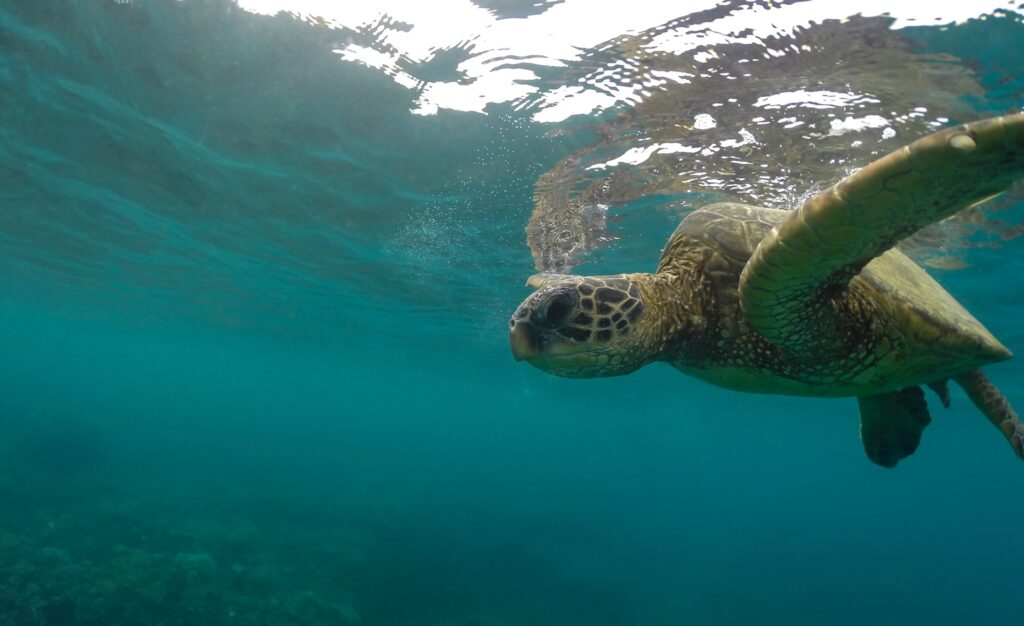 A green sea turtle gracefully glides through the clear blue ocean waters, surrounded by vibrant marine life.