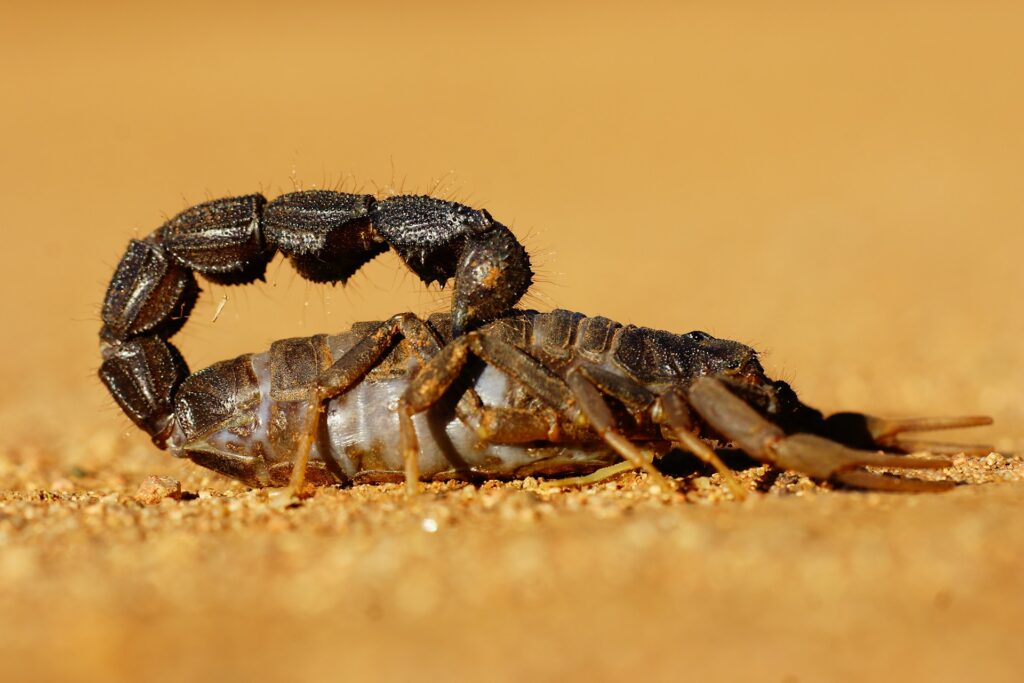 A scorpion moves slowly on the dry desert ground, its segmented body contrasting with the golden sand.